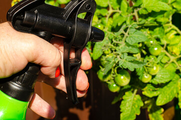 Spraying vegetables and garden plants with pesticides to protect against diseases and pests with hand sprayer