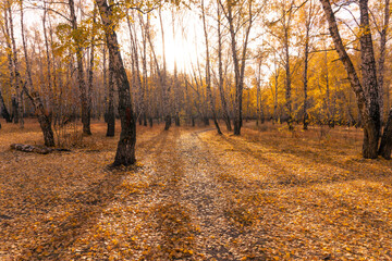 Sunset in the autumn forest. The ground is covered with fallen leaves. A path in a birch grove. Golden autumn.