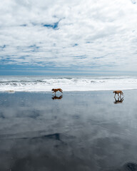 Two dogs running on pichilemu's infiernillo beach with its black sand and reflection by the sea waves.
