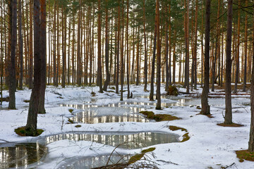 Winter pine forest in the snow 