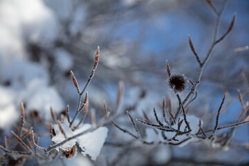 Close-up of an iced beechnut shell on a snow-covered red beech branch in the Bavarian Forrest, Bavaria, South Germany, Europe