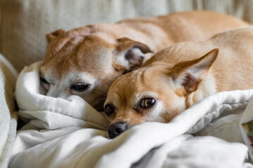 chihuahua dogs sleeping - 467442896