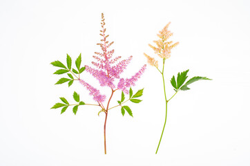 Delicate fluffy pink astilbe flowers with green leaves. Studio Photo