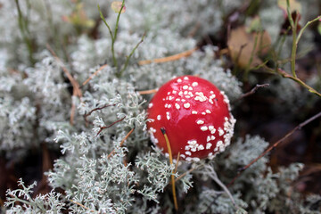 Red young amanita among lichen in the autumn forest in Karelia
