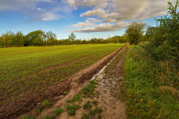 Autumnal field