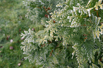 landscape on green branches of thuja lies frost in autumn. High quality photo