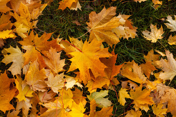 Naklejka na ściany i meble Close up photo of maple fallen yellow and orange leaves on the grass. Golden autumn concept