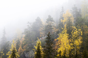 Gorgeous hillside covered with Spruce and colorful softwood trees during a beautiful fog morning near Kuusamo, Northern Finland. 