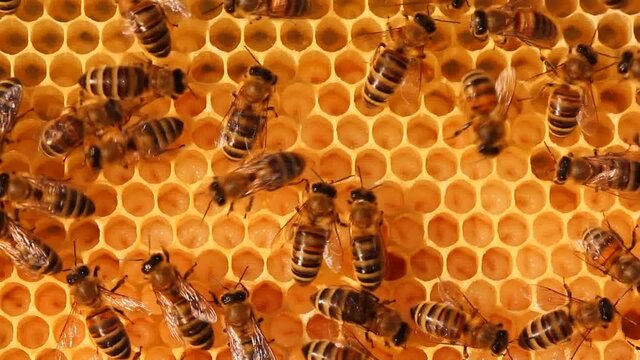 Calm and well-coordinated work of bees in the hive. 
Some bees take care of the larvae and their cocoons. Other bees convert the nectar to honey.