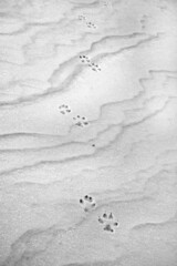 Footprints of a Red Fox in snow