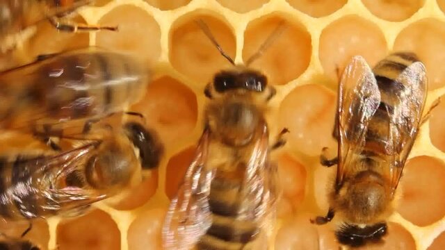 Bees feed the larvae.
The cells are the larvae of bees future. Adult bees feed them.
