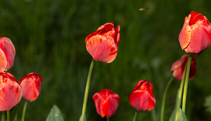 A flower bed with red tulips. Flowering of cultivated plants.