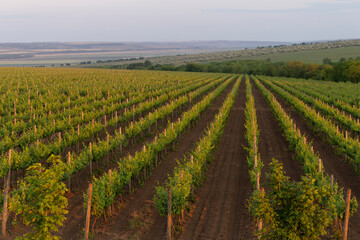 Fototapeta na wymiar Vineyard in early spring. Wine-making. Wine production in Moldova.