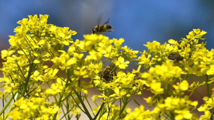 In summer, bees collect pollen from yellow wildflowers. Insects on flowers on a summer day.