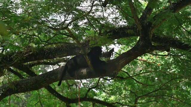 Wildlife animal black guepard on tree branch video 4K