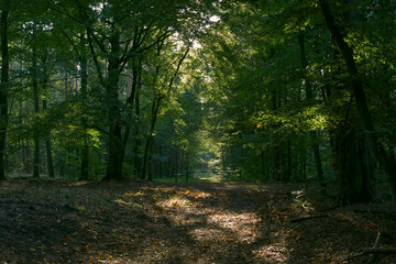 Obraz premium a road in the forest, with the autumn rays of the sun breaking through the leaves and branches of the trees