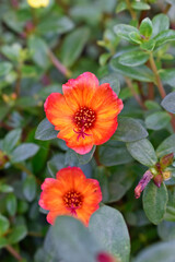 Moss rose or moss-rose purslane flowers (Portulaca grandiflora)