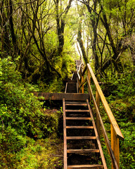 Vertical view of the wooden stairs in the alerce andino national park on the road to the ancient alerce tree