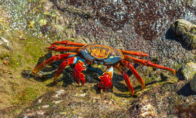 A Galapagos Sally Lightfoot Crab (Grapsus grapsus) close up, Galapagos national park, Ecuador.