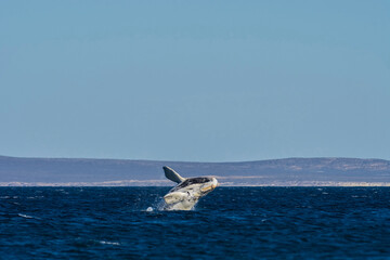 Whale calf jumping, Peninsula valdes,Patagonia,Argentina.
