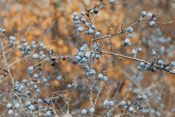Turn. thorn bush. fully ripe blackthorn.