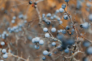 Turn. thorn bush. fully ripe blackthorn.