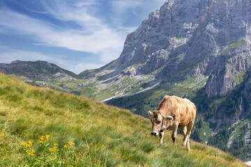 Fototapeta na wymiar Mucca al pascolo nel prato di montagna