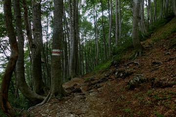 Hiking trail through the forest. Travel destinations, eco tourism, environmental conservation. Caucasian State Natural Biosphere Reserve named after Kh.G. Shaposhnikov. Lago-Naki plateau. Russia.
