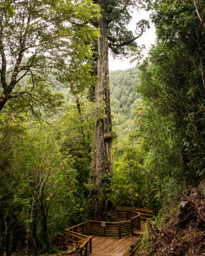 Vertical view of the thousand-year-old alerce tree in the alerce andino national park in southern Chile.