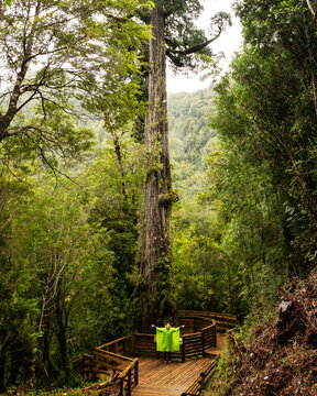 Vertical view of a young woman with a thousand-year-old alerce tree in the alerce andino national park in southern Chile.