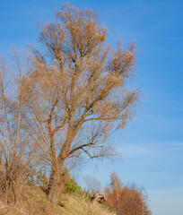 A tree with yellowed foliage on a hill. Autumn landscape with yellow grass and bushes on a bright sunny day.