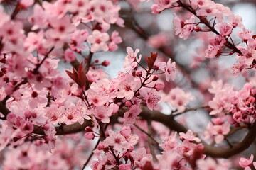 Obraz premium cherry blossom 