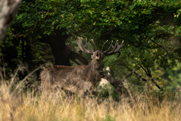 Naklejka na ściany i meble Male of red deer during rutting season. Deer roaring on the meadow. Autumn time in nature. 