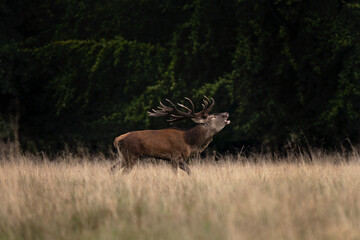 Naklejka na ściany i meble Male of red deer during rutting season. Deer roaring on the meadow. Autumn time in nature. 
