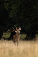 Male of red deer during rutting season. Deer roaring on the meadow. Autumn time in nature. 