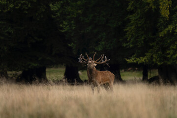 Male of red deer during rutting season. Deer roaring on the meadow. Autumn time in nature. 