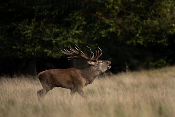 Male of red deer during rutting season. Deer roaring on the meadow. Autumn time in nature. 