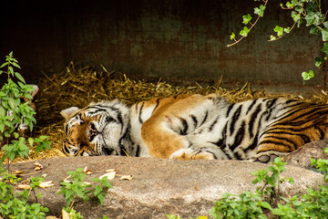 tiger in the jungle