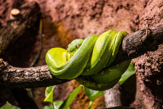 green tree python