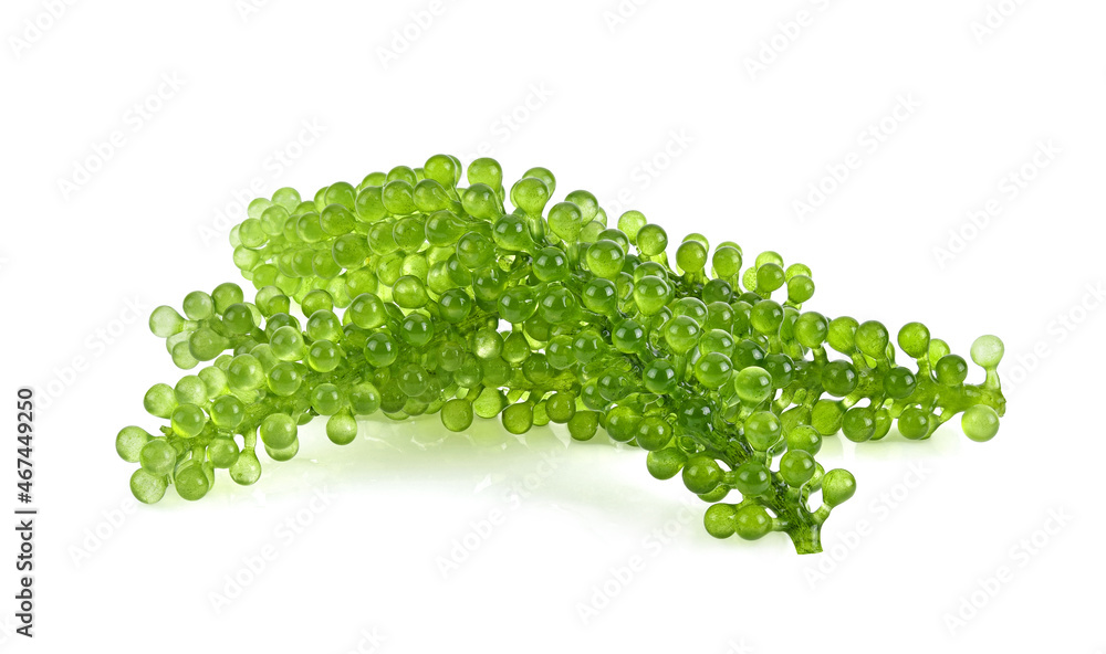 Wall mural umi-budou, grapes seaweed or green caviar isolated on white background