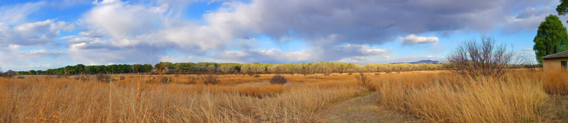 A Panorama of Meadow, Stand of trees and Rain Clouds Overhead