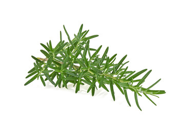 Rosemary isolated. Rosemary on white