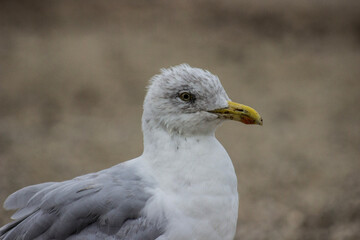 close up of a seagull