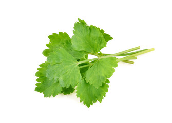 Celery leaves isolated on white background