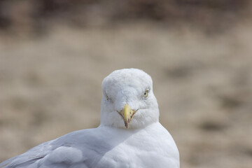 seagull in flight