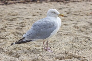 seagull on the beach