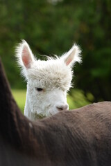Fototapeta premium Junge und alte Apakas auf der Wiese