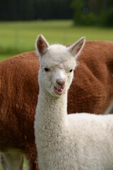 Junge und alte Apakas auf der Wiese