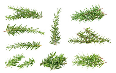 Rosemary isolated on white background. collection