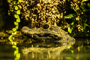 crocodile in the water